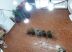 Foram apreendidos vasos com mudas de maconha. Foto: Divulgação/PM