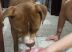 Esse é o Barto, cão da internauta Tatiane Rosa, chupando gelo nos dias quentes