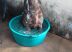 Cão da internauta Fatima Martins, tomando banho de bacia