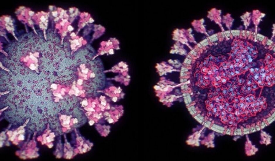 Cepa P1 do coronavírus é mais transmissível