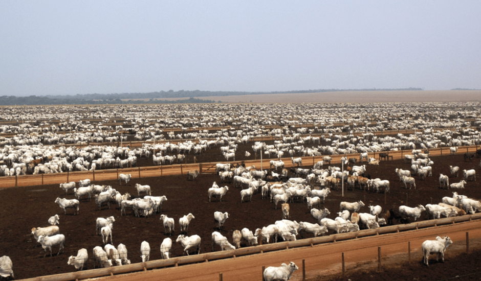 Pecuária fortalece agro em Mato Grosso