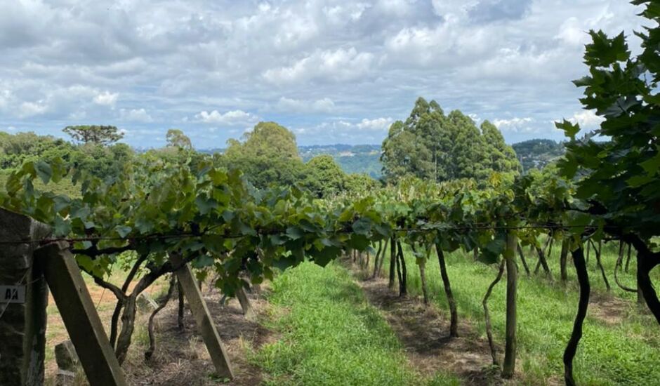 Famosa pela produção histórica de vinhos, a vinícola tem origem na produção de conhaques de uva no Brasil