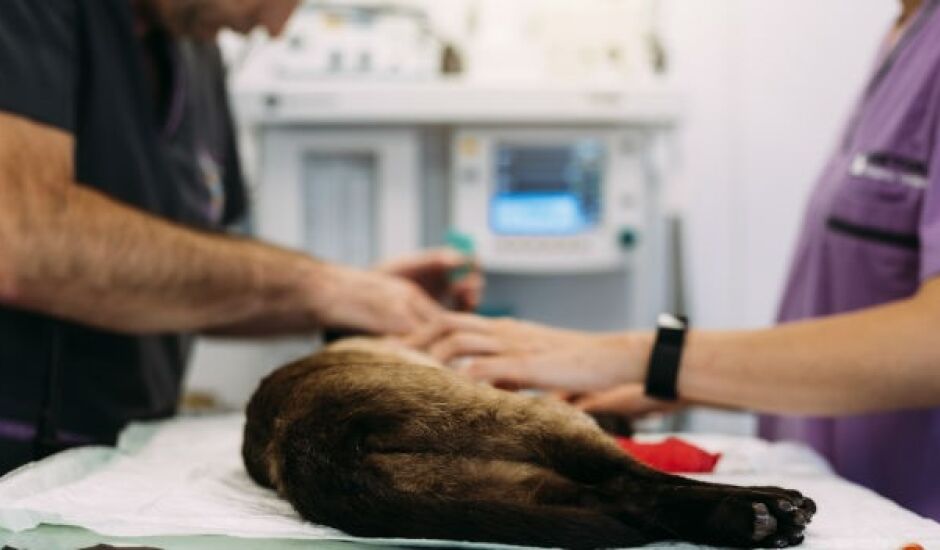 Cirurgias de castração e emergência serão realizadas em animais de pequeno porte