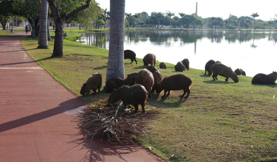 As capivaras da Lagoa Maior já é amiguinhas dosmoradores e visitantes da cidade.
