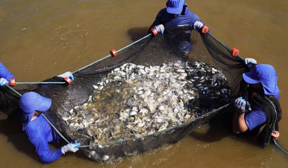 Peixes foram soltos nos reservatórios das usinas de Jupiá e Ilha Solteira