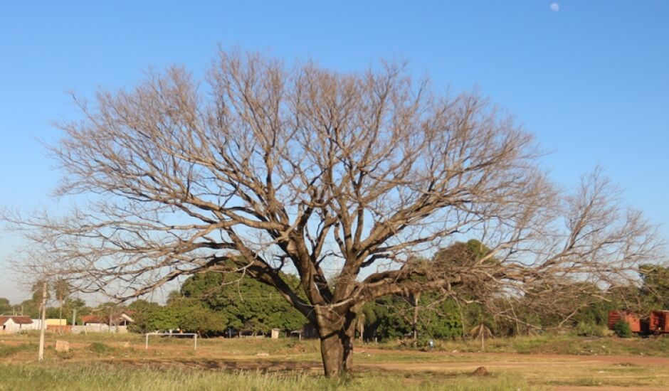 Muitas vezes a nossa vida ou a nossa alma está como essa árvore: seca! Mas, em Deus, podemos encontrar vida e renascer.