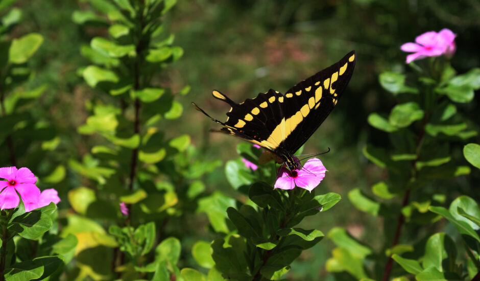 A delicadeza de uma simples borboleta, porém linda, em seu habitat, nos remete a forma de como podemos ser e viver.