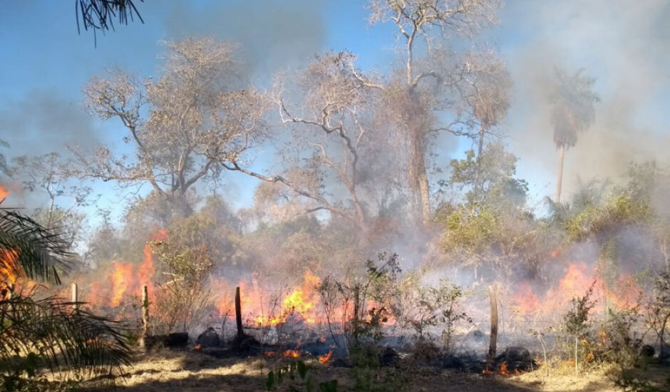 No ano passado o fogo consumiu cerca de 30% do território pantaneiro, o equivalente a mais de 4 milhões de hectares.