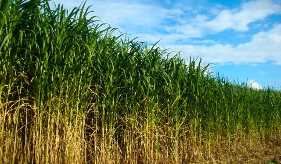 O BRS Capiaçu apresenta maior produção de matéria seca a um menor custo em relação ao milho e a cana-de-açúcar.