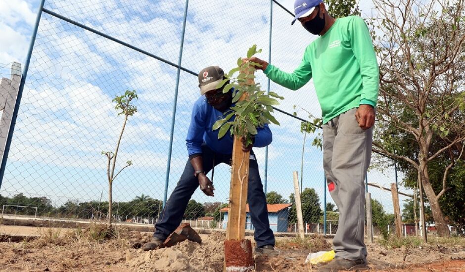 Ao menos 11 árvores de oiti foram plantadas no bairro Alto da Boa Vista