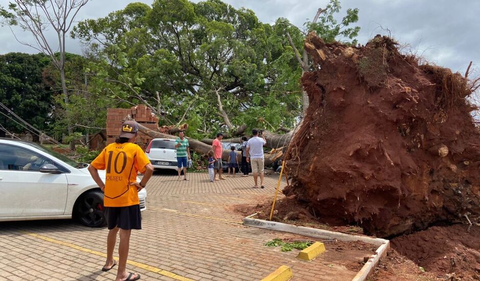 Diversas árvores caíram em Campo Grande no último temporal.