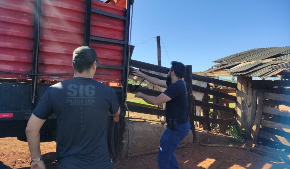 Polícia Civil de Brasilândia Bataguassu e Nova Alvorada fazem operação para recuperar 32 cabeças de gado furtadas