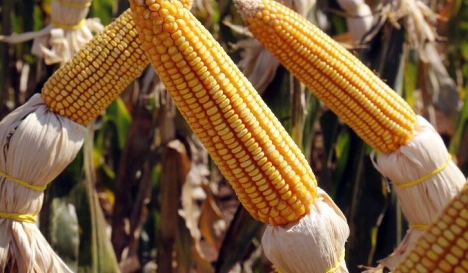 As duas safras do milho devem totalizar 112 milhões de toneladas em 2022
