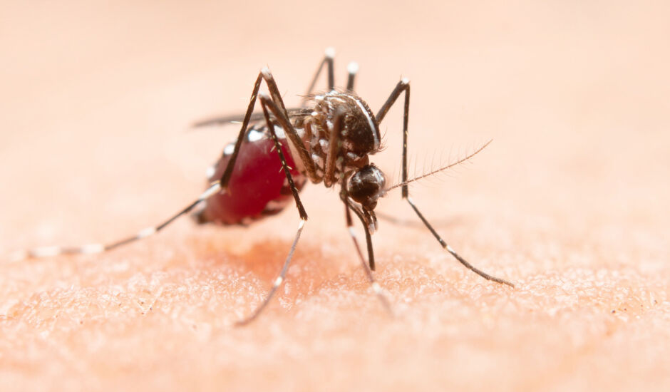 Aedes aegypti, mosquito transmissor da dengue