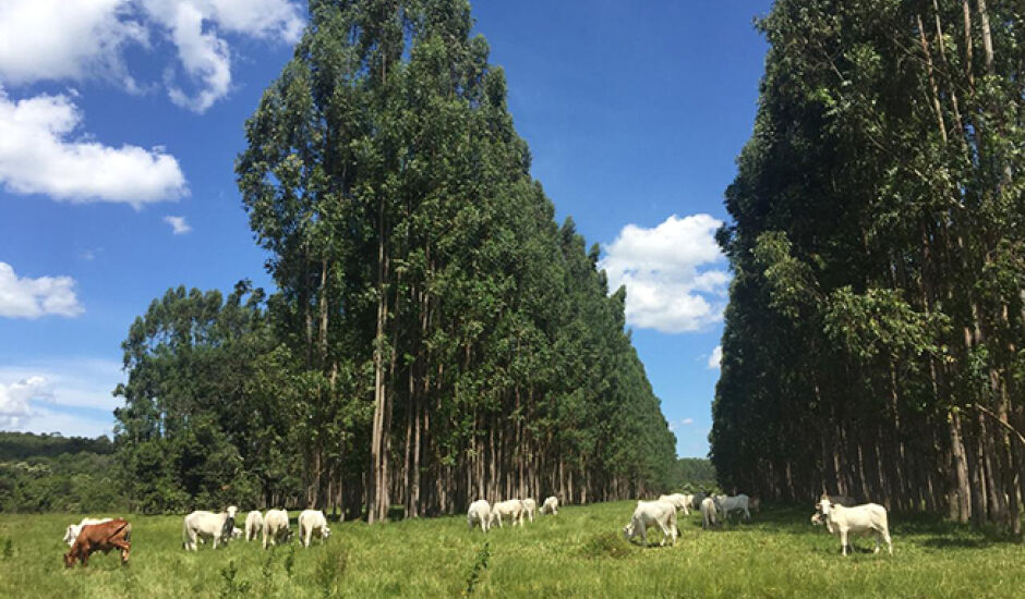 Integração no campo entre pecuária e floresta
