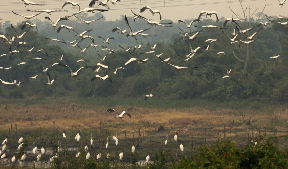 No Pantanal é época de movimento nos ninhais e baías