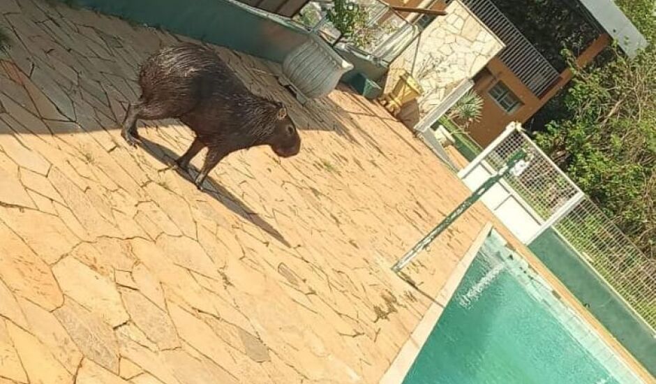 VÍDEO explica por que capivaras de Mato Grosso do Sul se acham demais