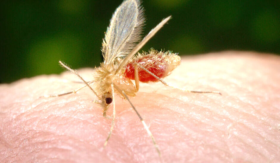 Mosquito Palha é o vetor transmissor da doença