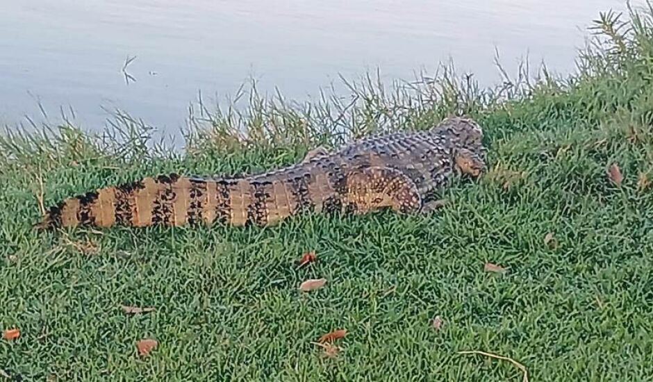 Na manhã desta terça-feira (20), o animal foi flagrado tomando sol na grama, às margens da lagoa.