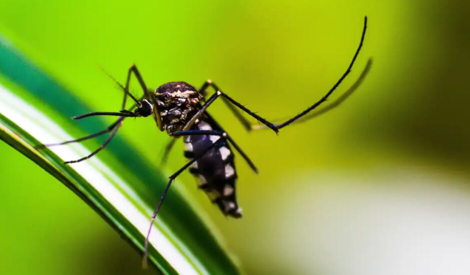 Mosquito transmissor da dengue, zika e chikungunya
