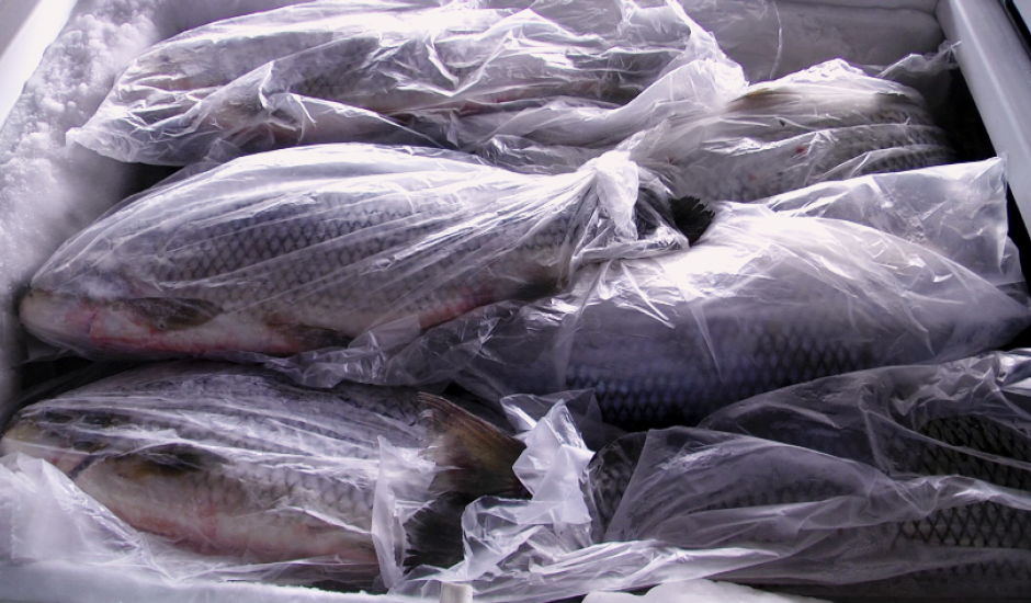 Tilápia é um dos peixes mais consumidos na Quaresma.