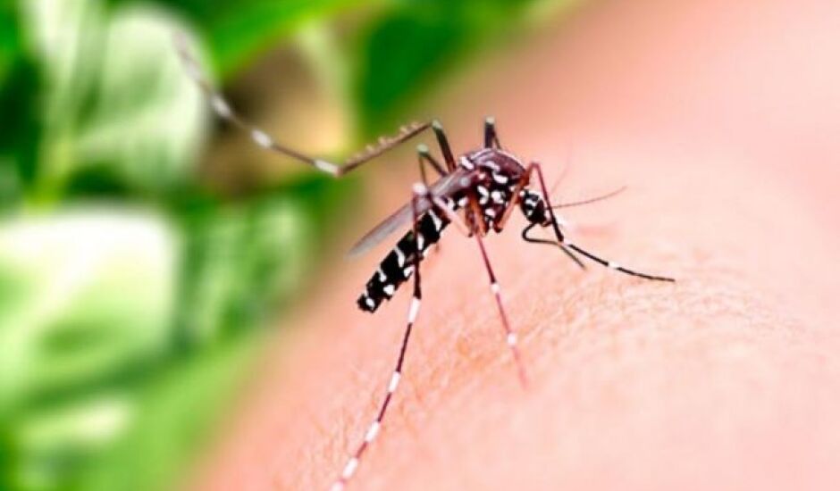 Mosquito aedes aegypti que transmite dengue, zika e chikungunya