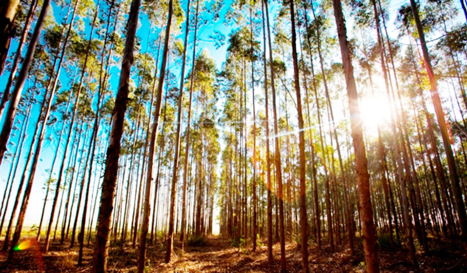 Base florestal é o coração de uma indústria de celulose em Mato Grosso do Sul.