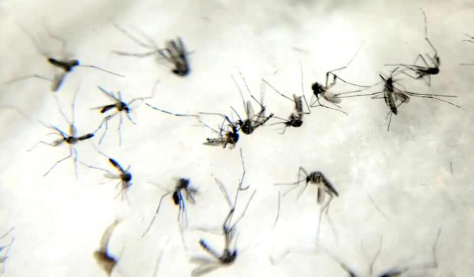 Mosquito Aedes aegypti é o responsável pela transmissão da arbovirose