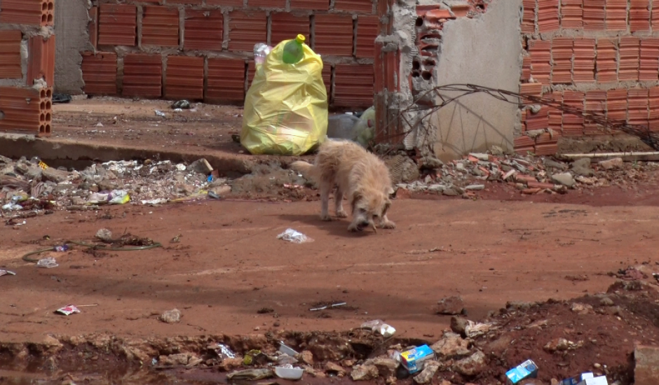 Cães reviram lixo não recolhido e geram transtornos para os residentes.
