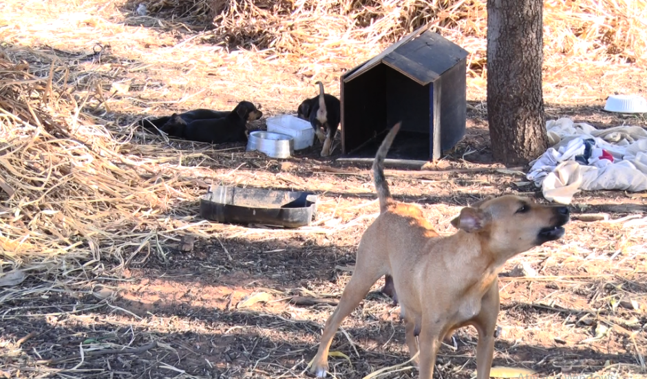 A cachorrinha e os filhotes estão em um terreno baldio em uma pequena caixa de papelão.