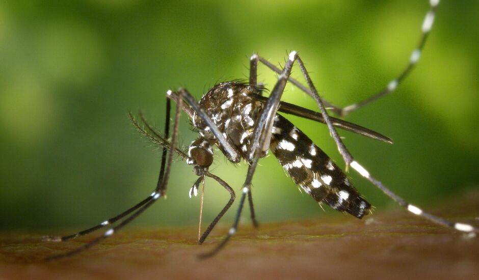 Mosquito é transmissor de arboviroses como Dengue, Zika e Chikungunya 