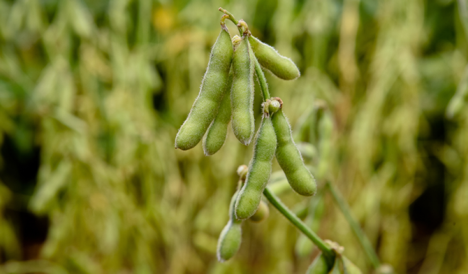 A partir da segunda quinzena de junho não será permitido plantar soja no Brasil