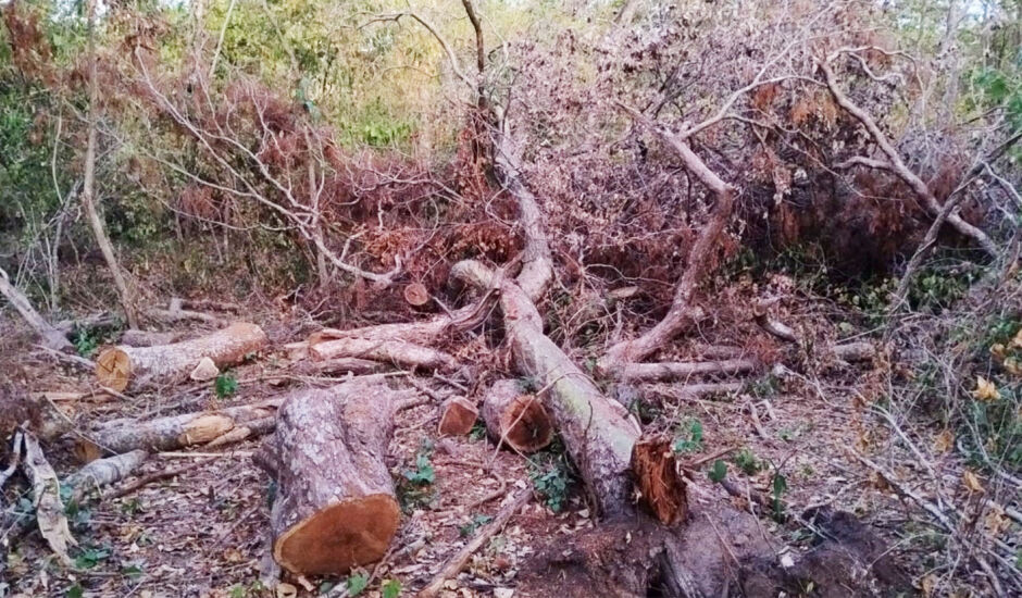 Árvores cortadas em área de Reserva Legal