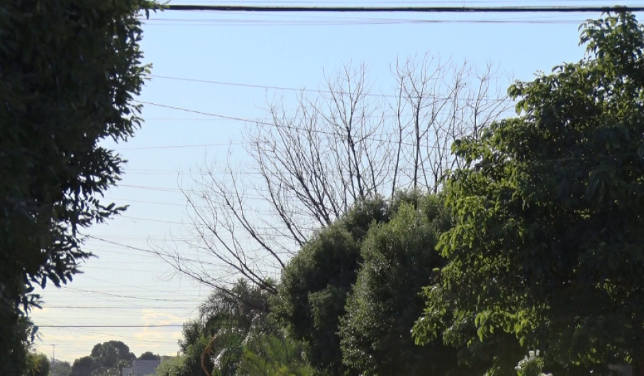 Neste período de seca, as árvores se tornam ainda mais essenciais para manter o equilíbrio da temperatura.