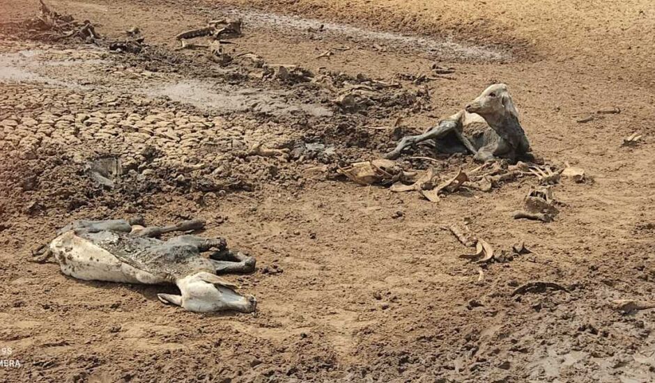 Carcaças e animal agonizado em lagoa que secou no município de Rio Verde