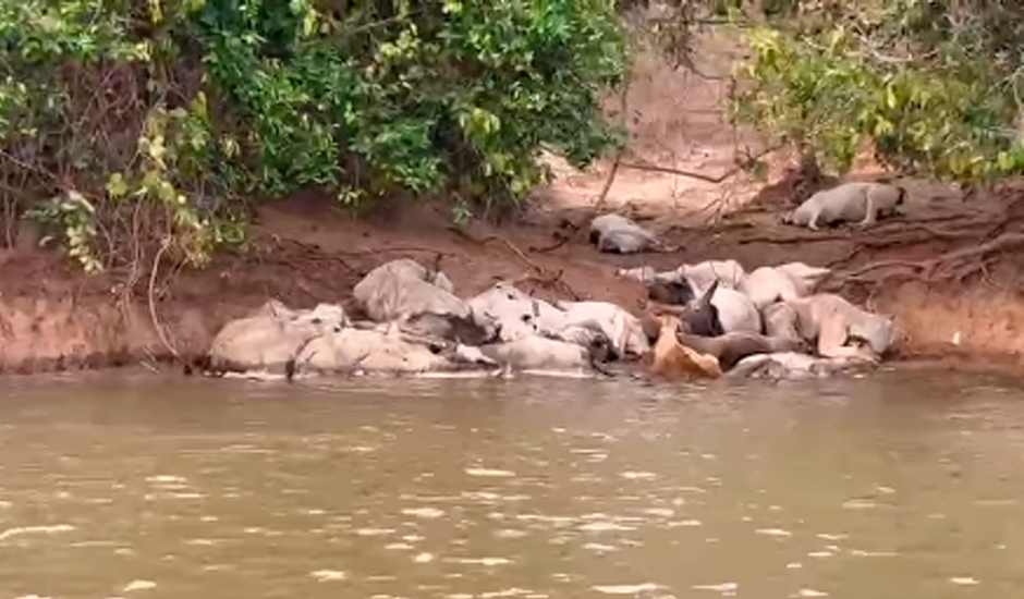 Há indícios de que os animais sofriam maus-tratos