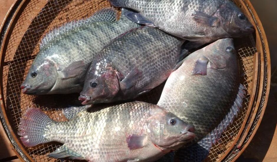 Nos primeiros oito meses de 2024, foram 16,8 milhões de peixes de cultivo abatidos em MS