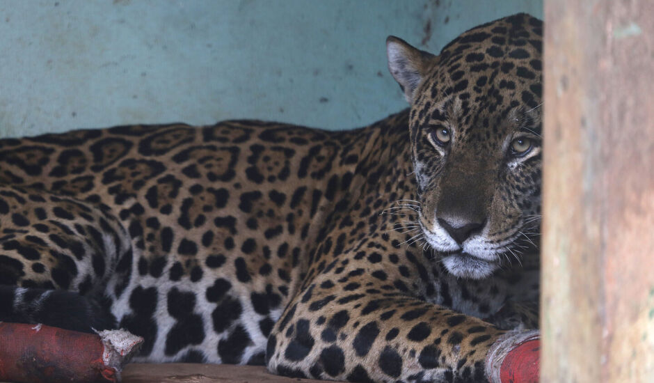 O felino foi resgatado debilitado na região do Passo do Lontra em Miranda