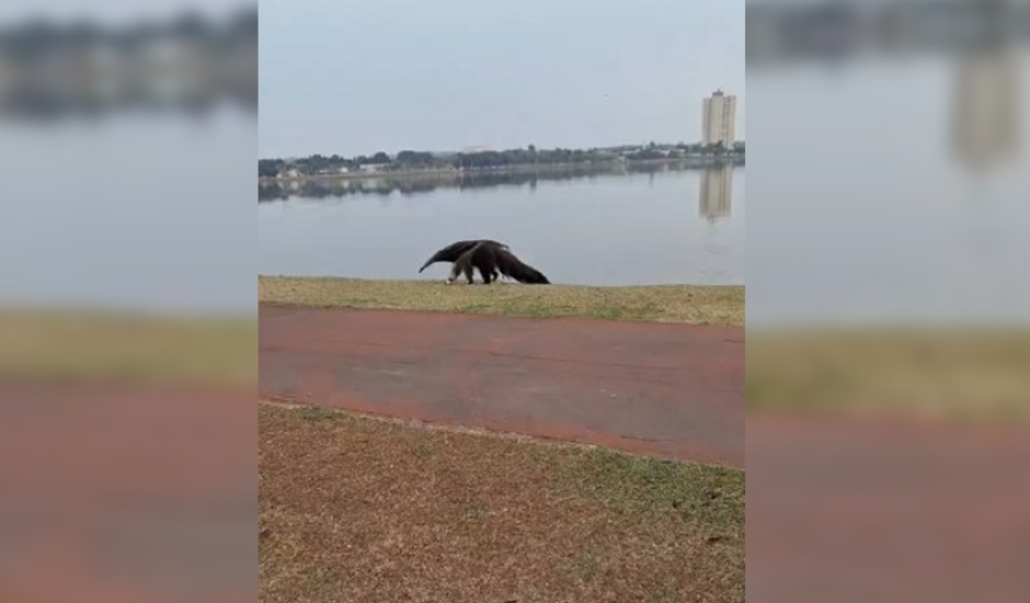 Internauta encontra animal caminhando pela Lagoa Maior. 