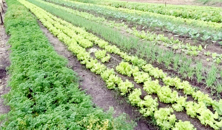 Cinturação Verde pode ser referência na produção da agricultura familiar de Paranaíba, com união de pequenos produtores.