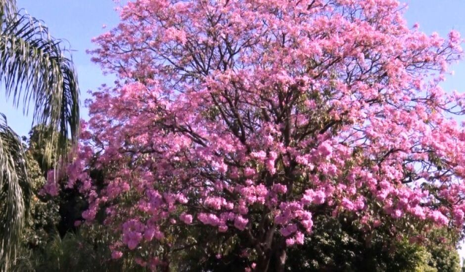 Três Lagoas possui 196 mil árvores plantadas, sendo ipês em sua maioria.  