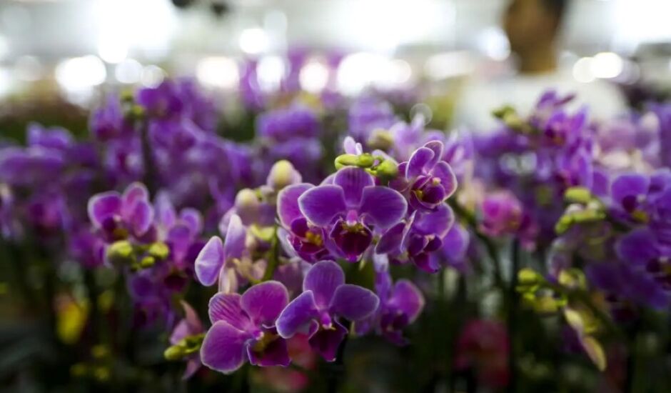 Estação das flores: período marca transição do tempo seco para o chuvoso.