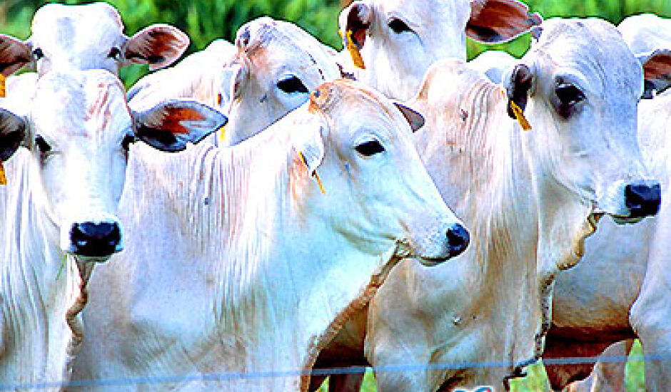 Mais 40 milhões de bovinos poderão ser comercializados