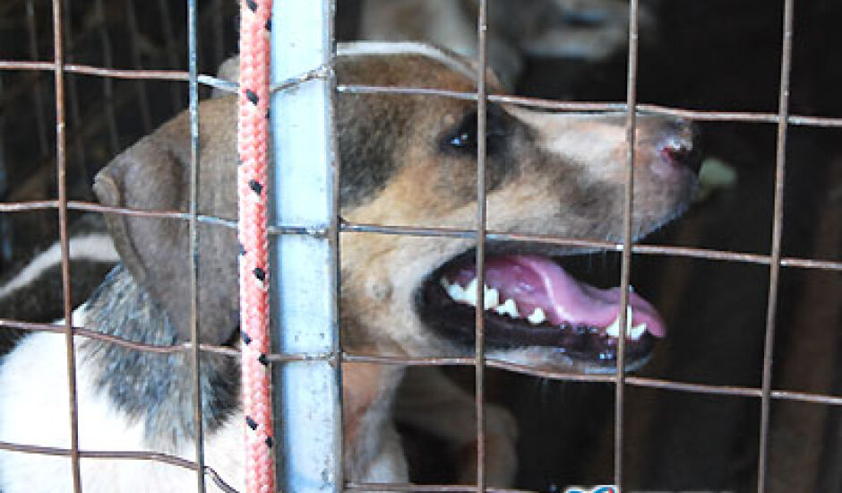 Diariamente, a pedido dos donos dos animais, são recolhidos mais de 20 cães com leishmaniose