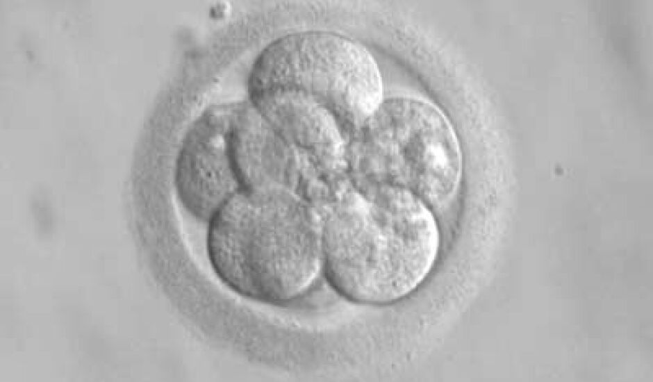 Embrião com oito células, fertilizado in vitro