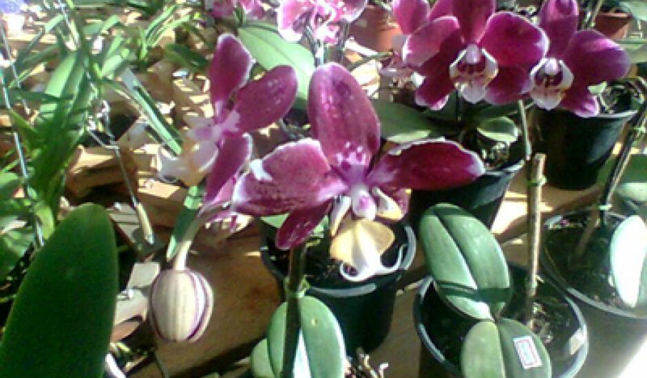 Haverá orquídeas de várias espécies e cores 