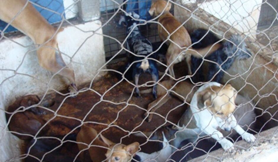 Diretor do CCZ é contra o tratamento de cães infectados com a doença