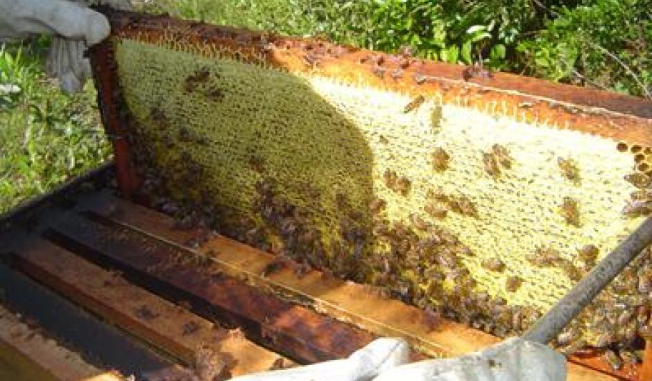 Município produz 51 toneladas de mel por ano