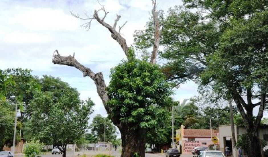 Árvore existente desde as primeiras colonizações da cidade