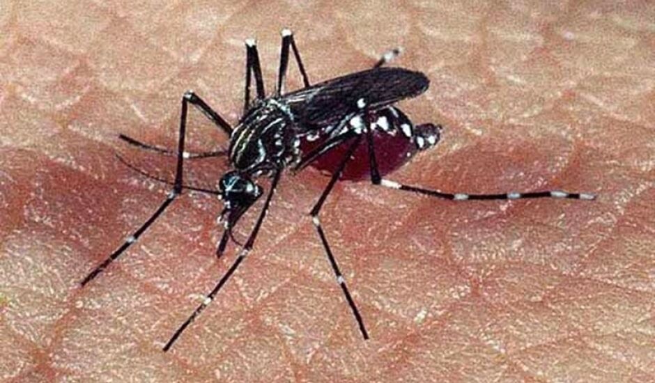 Plano  de  combate  ao  Aedes aegypti  prevê aplicação de  3  toneladas  de  larvicida e uso  de pulverizadores portáteis e 33 carros fumacê 